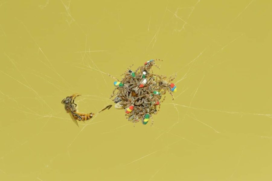 alt="Photo of communal prey capture in social spiders."